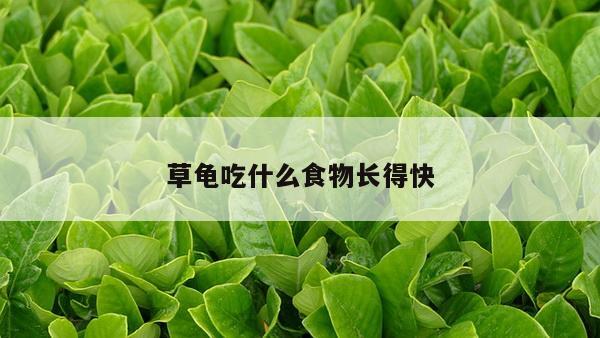 草龟吃什么食物长得快