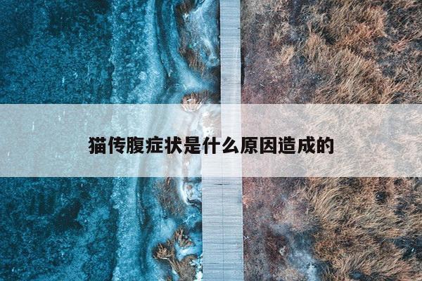 猫传腹症状是什么原因造成的