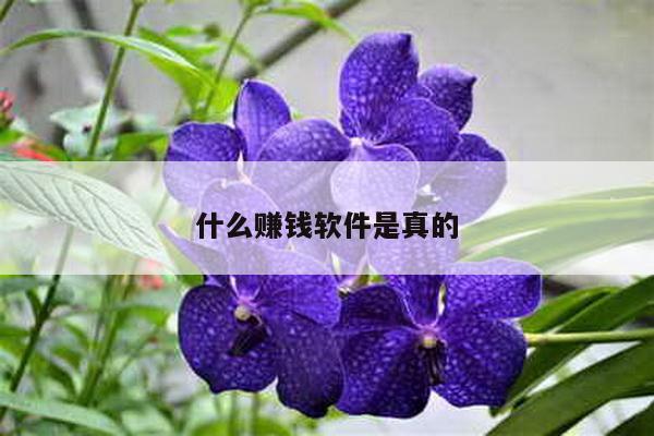 什么赚钱软件是真的