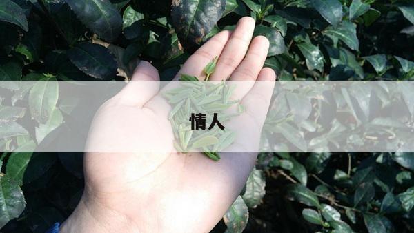 情人