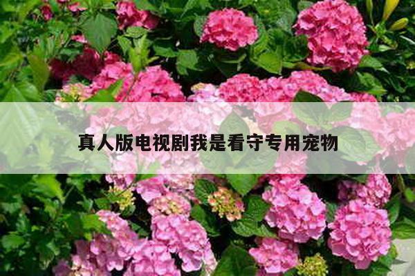 真人版电视剧我是看守专用宠物
