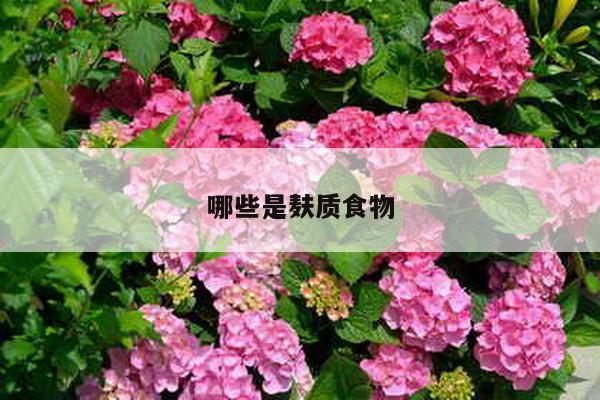 哪些是麸质食物