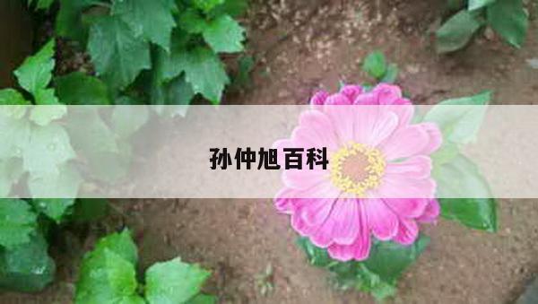 孙仲旭百科
