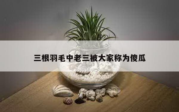 三根羽毛中老三被大家称为傻瓜