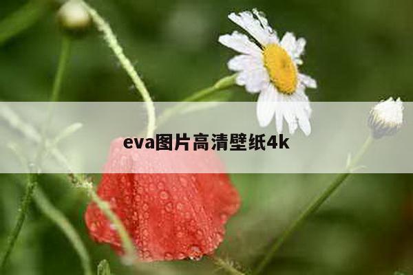 eva图片高清壁纸4k