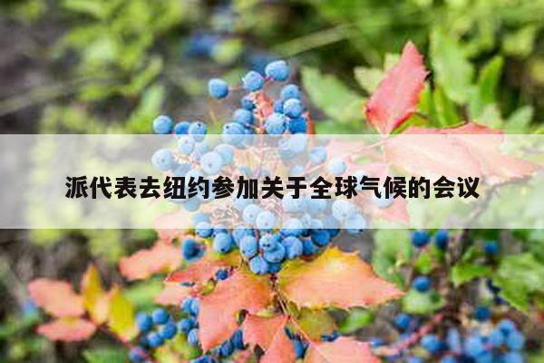 派代表去纽约参加关于全球气候的会议