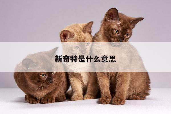 新奇特是什么意思