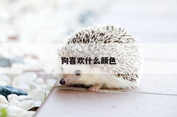 狗喜欢什么颜色
