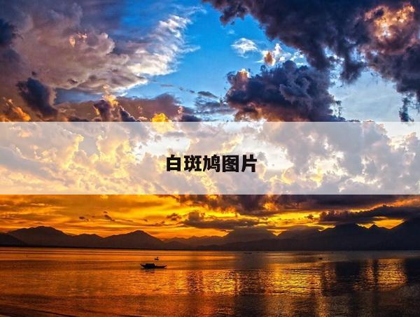 白斑鸠图片