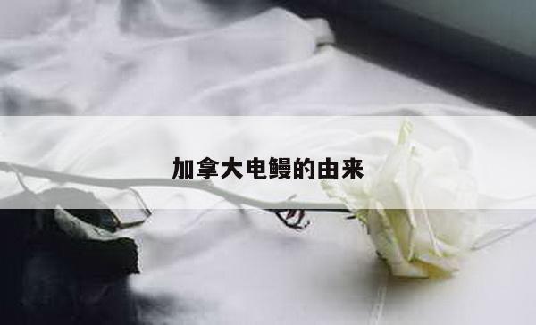加拿大电鳗的由来