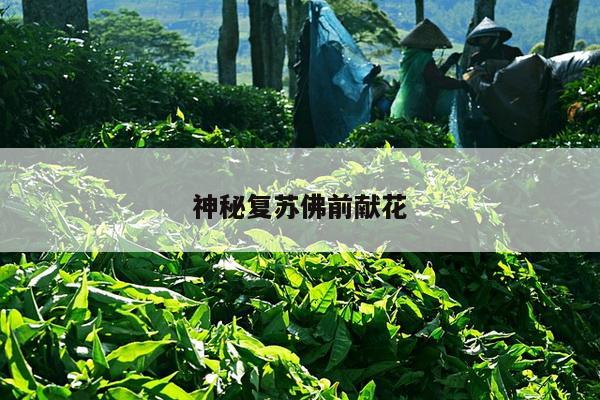 神秘复苏佛前献花