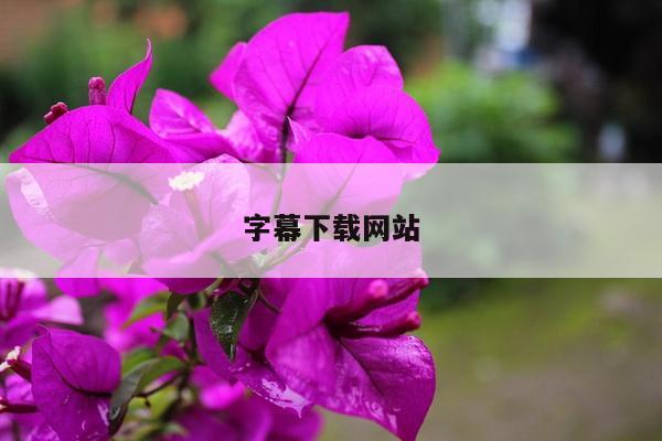 字幕下载网站