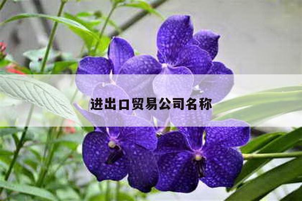 进出口贸易公司名称