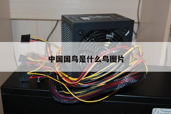 中国国鸟是什么鸟图片