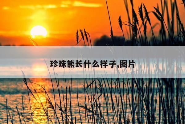 珍珠熊长什么样子,图片