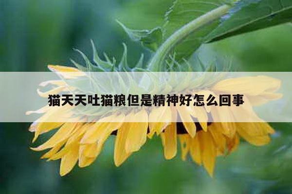 猫天天吐猫粮但是精神好怎么回事