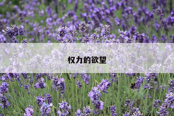 权力的欲望