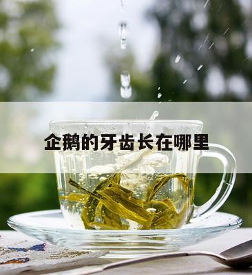 企鹅的牙齿长在哪里