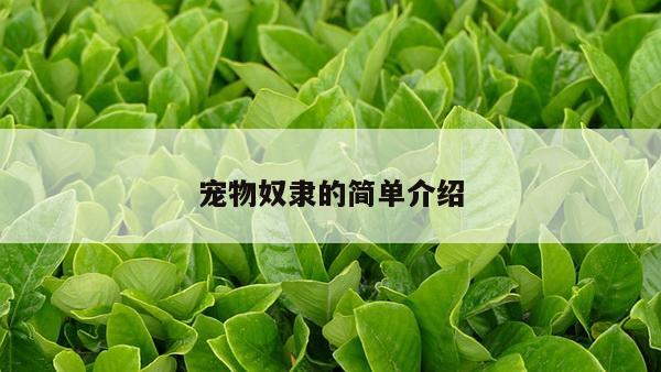 宠物奴隶的简单介绍