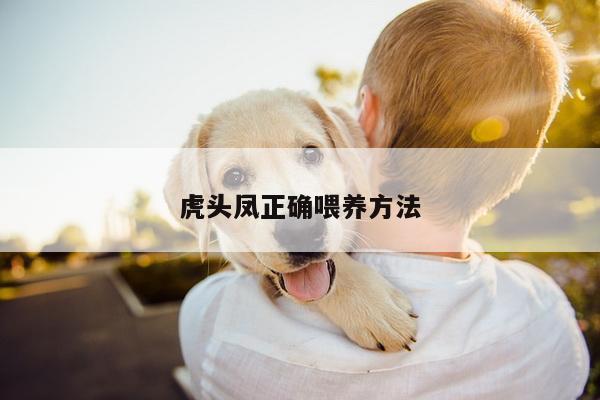 虎头凤正确喂养方法