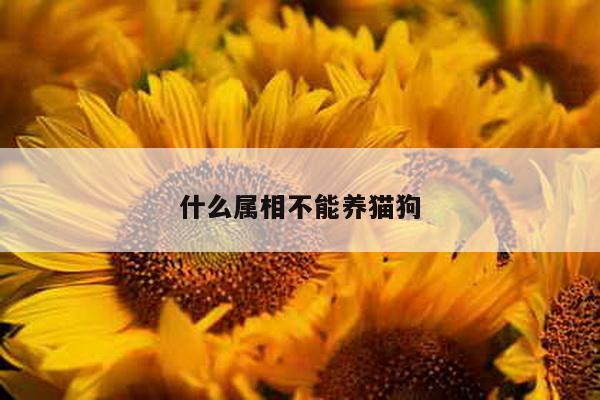 什么属相不能养猫狗