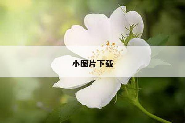 小图片下载
